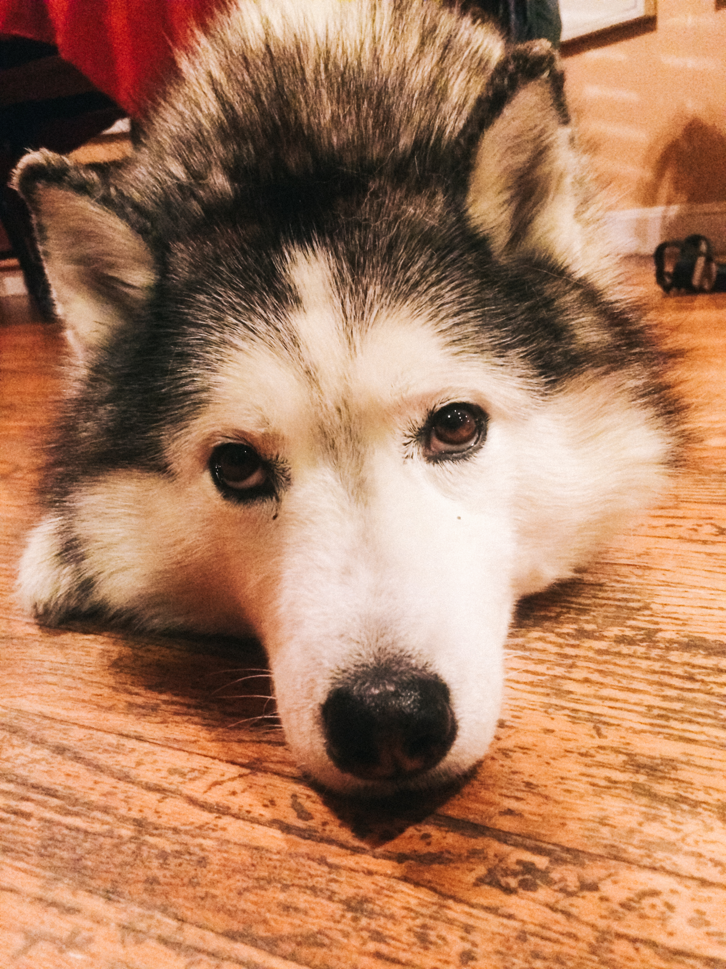 husky in los altos, 2016